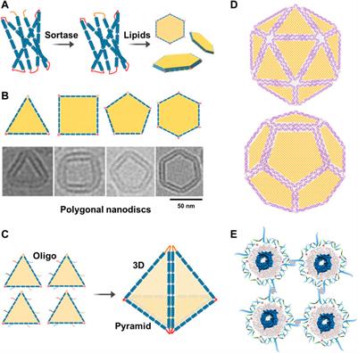 DNA-nanostructure-templated assembly of planar and curved lipid-bilayer membranes
